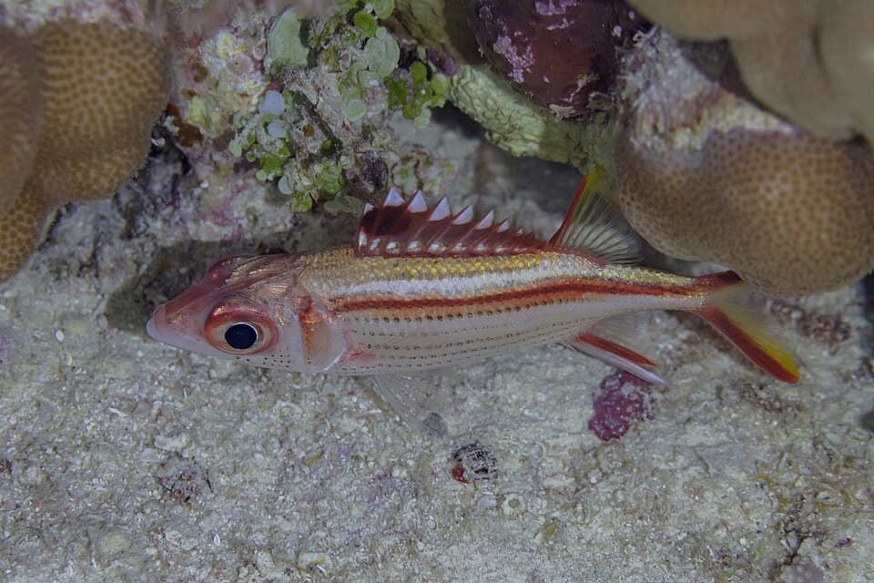 ภาพประกอบของ ปลาข้าวเม่า sammara (Neoniphon sammara)