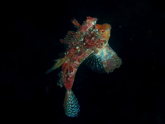ภาพประกอบของ ปลามังกรน้อย ijimae (Neosynchiropus ijimae)