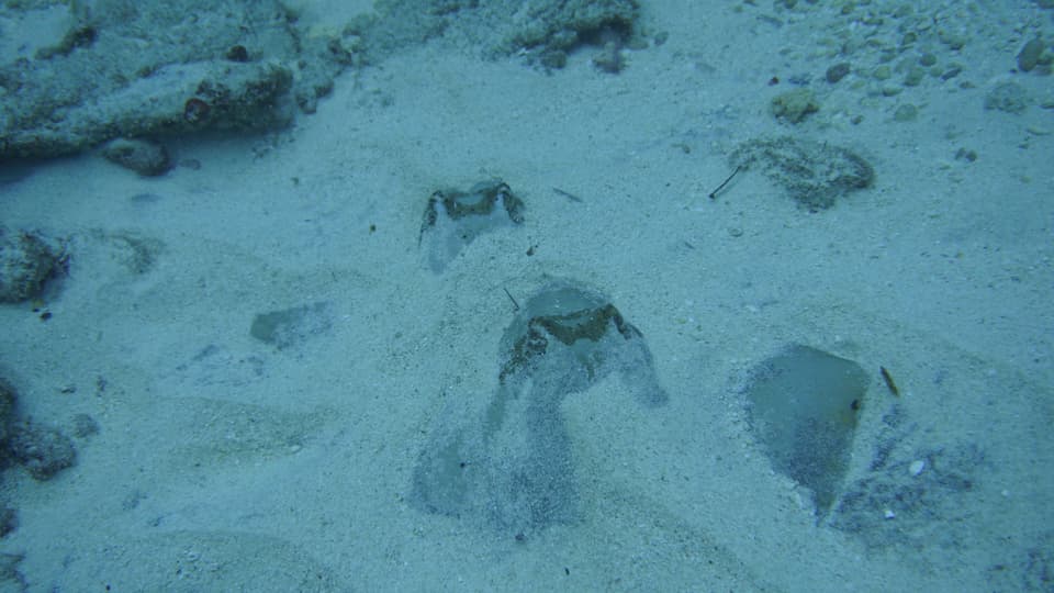 ภาพประกอบของ ปลา caeruleopunctata (Neotrygon caeruleopunctata)