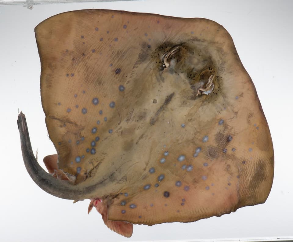 ภาพประกอบของ ปลา orientalis (Neotrygon orientalis)