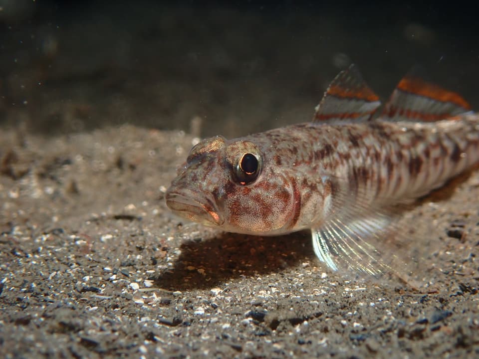 ภาพประกอบของ ปลาบู่บู่ (Nesogobius hinsbyi)