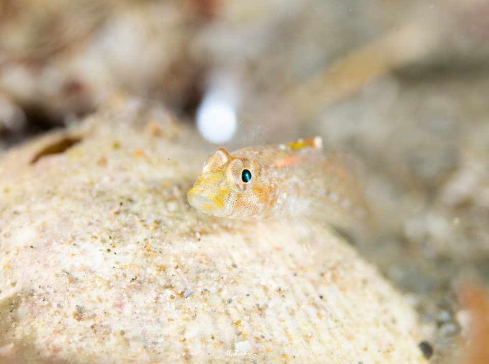 ภาพประกอบของ ปลาบู่บู่ (Nesogobius pulchellus)