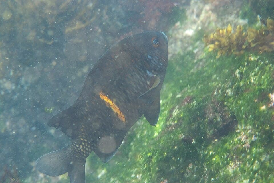 ภาพประกอบของ ปลาสลิดหิน latifrons (Nexilosus latifrons)