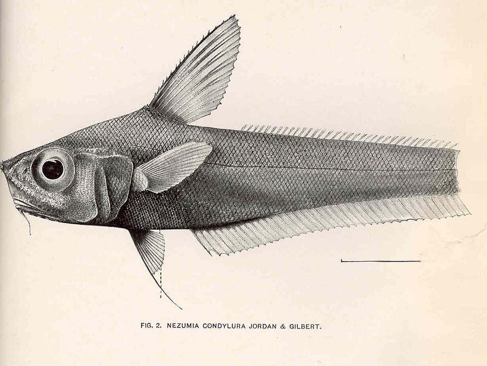 ภาพประกอบของ ปลา condylura (Nezumia condylura)