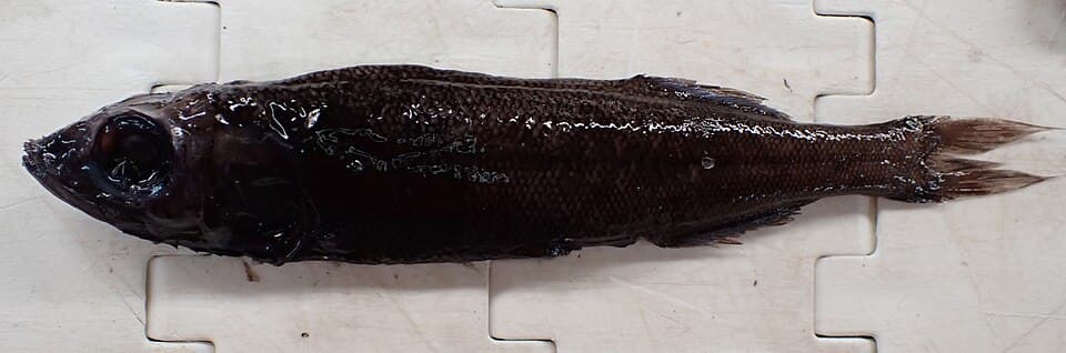 ภาพประกอบของ ปลา operosus (Normichthys operosus)