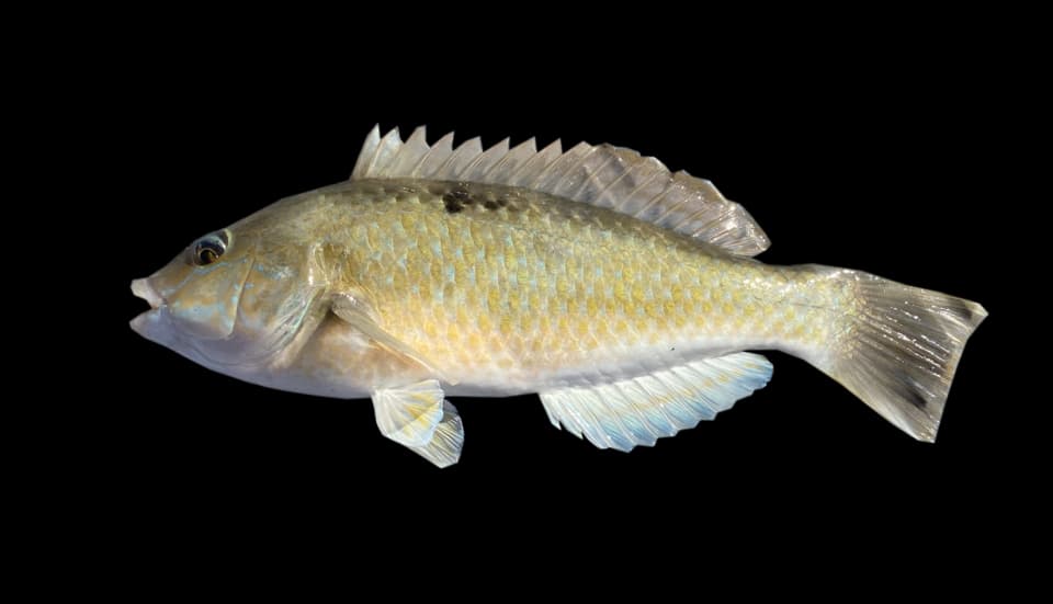 ภาพประกอบของ ปลานกขุนทอง celidotus (Notolabrus celidotus)