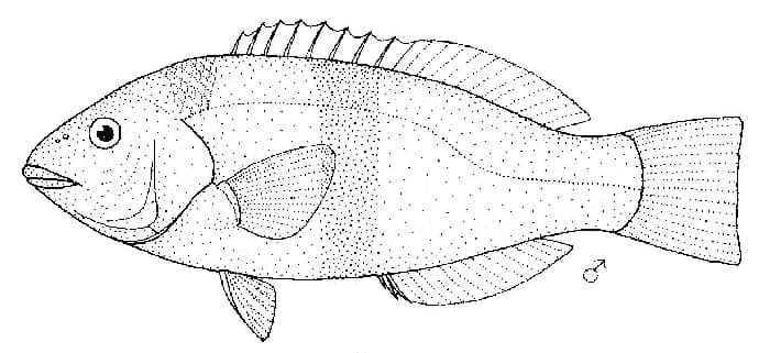 ภาพประกอบของ ปลานกขุนทอง cinctus (Notolabrus cinctus)