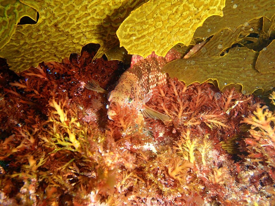 ภาพประกอบของ ปลานกขุนทองน้ำตาลลายจุด (Notolabrus parilus)