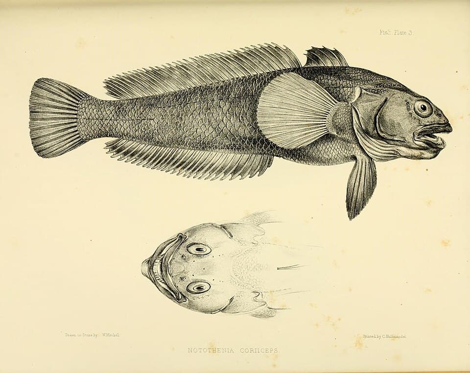 ภาพประกอบของ ปลา coriiceps (Notothenia coriiceps)