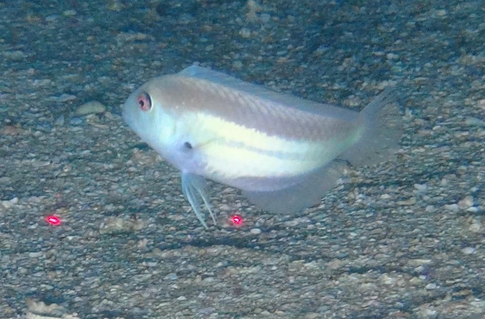 ภาพประกอบของ ปลานกขุนทอง alvheimi (Novaculops alvheimi)