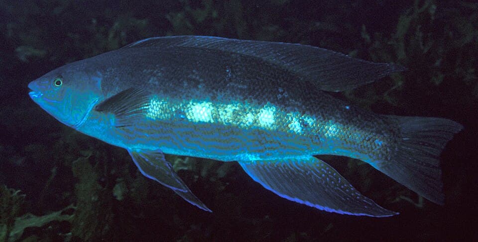 ภาพประกอบของ ปลา pullus (Odax pullus)