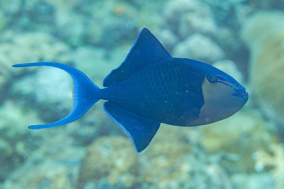 ภาพประกอบของ ปลาวัวฟันแดง (Odonus niger)