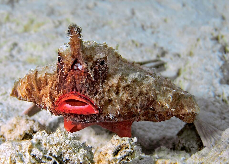 ภาพประกอบของ ปลา corniger (Ogcocephalus corniger)