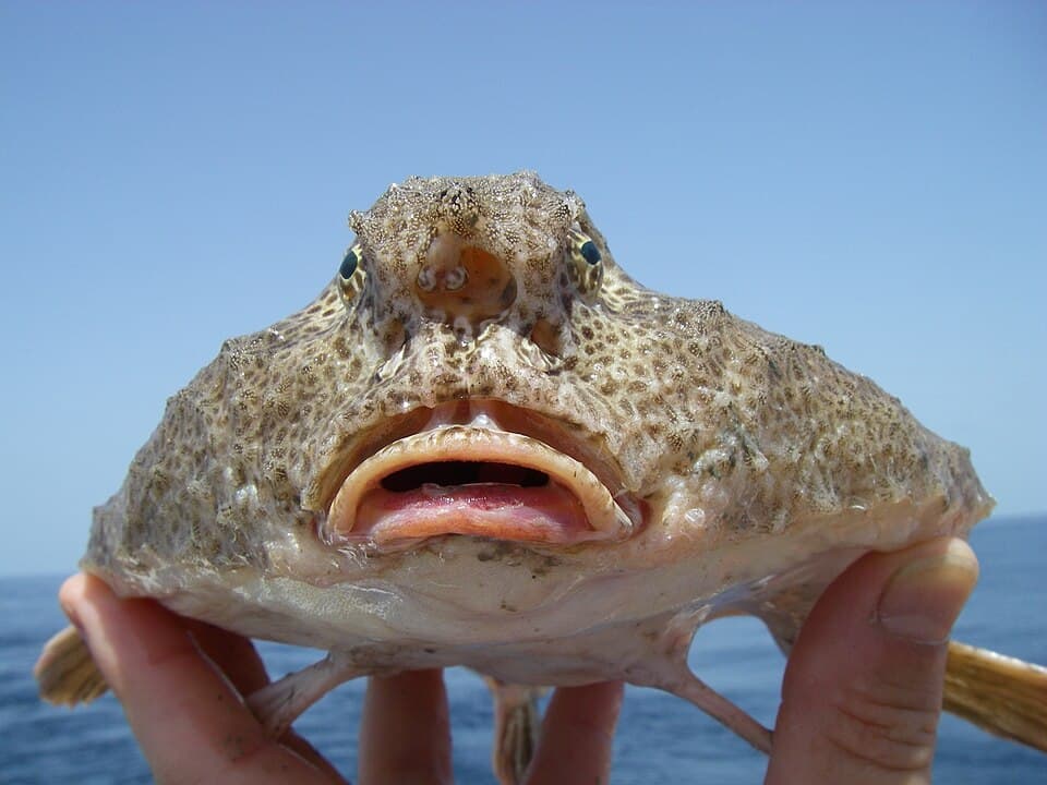 ภาพประกอบของ ปลา declivirostris (Ogcocephalus declivirostris)