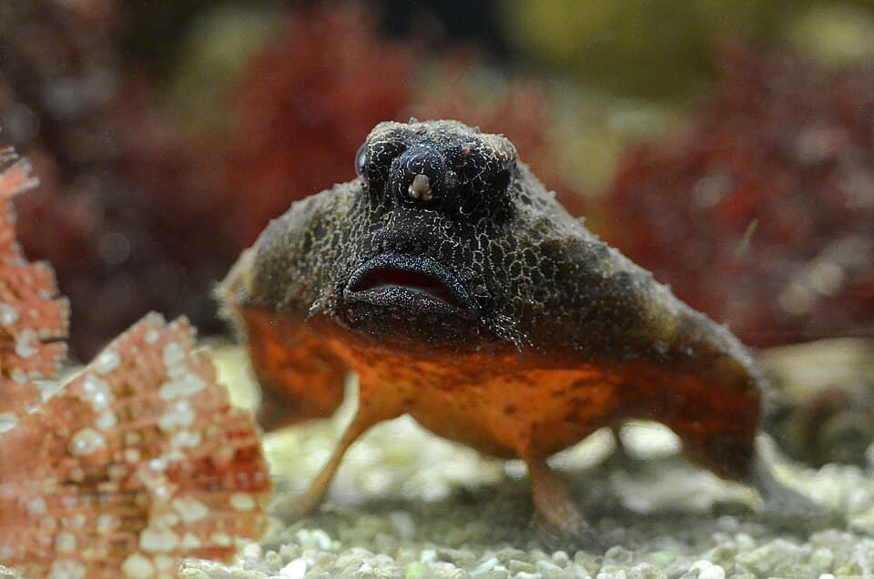 ภาพประกอบของ ปลา nasutus (Ogcocephalus nasutus)
