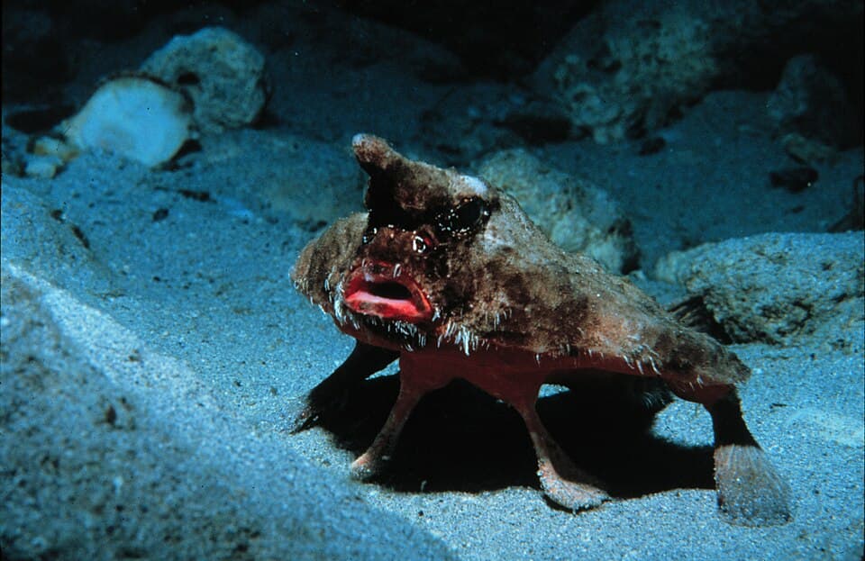 ภาพประกอบของ ปลา parvus (Ogcocephalus parvus)