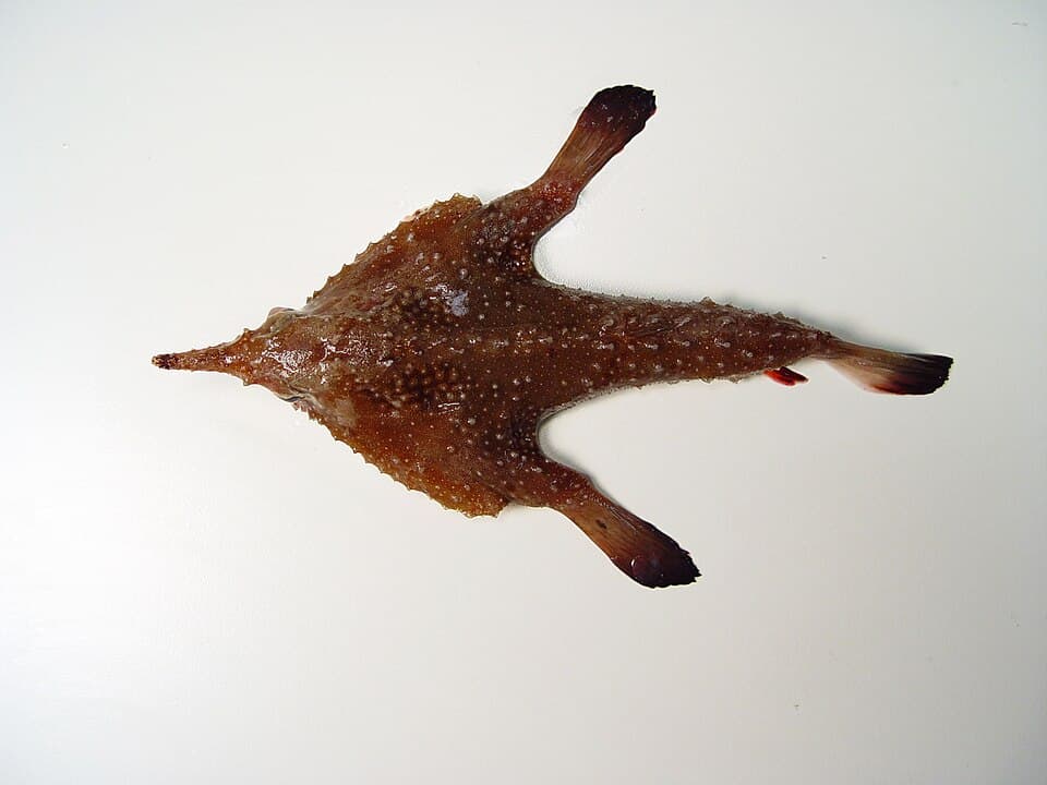 ภาพประกอบของ ปลา pumilus (Ogcocephalus pumilus)