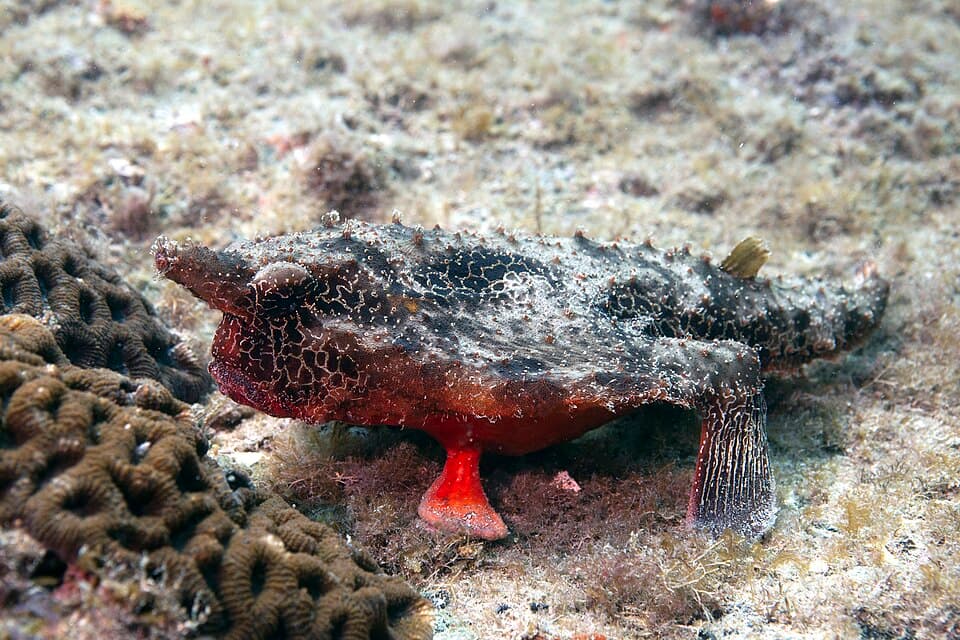 ภาพประกอบของ ปลา vespertilio (Ogcocephalus vespertilio)