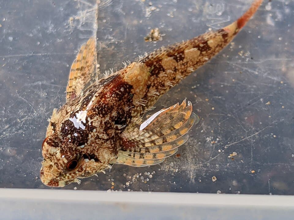 ภาพประกอบของ ปลา rubellio (Oligocottus rubellio)