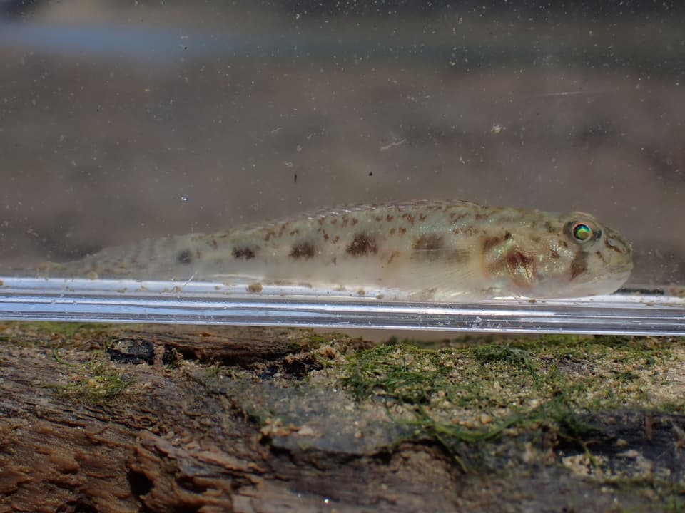 ภาพประกอบของ ปลาบู่บู่ (Oligolepis stomias)