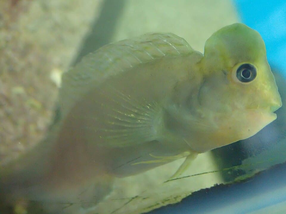 ภาพประกอบของ ปลาตั๊กแตนหินปากแม่น้ำตั๊กแตนหิน (Omobranchus fasciolatoceps)