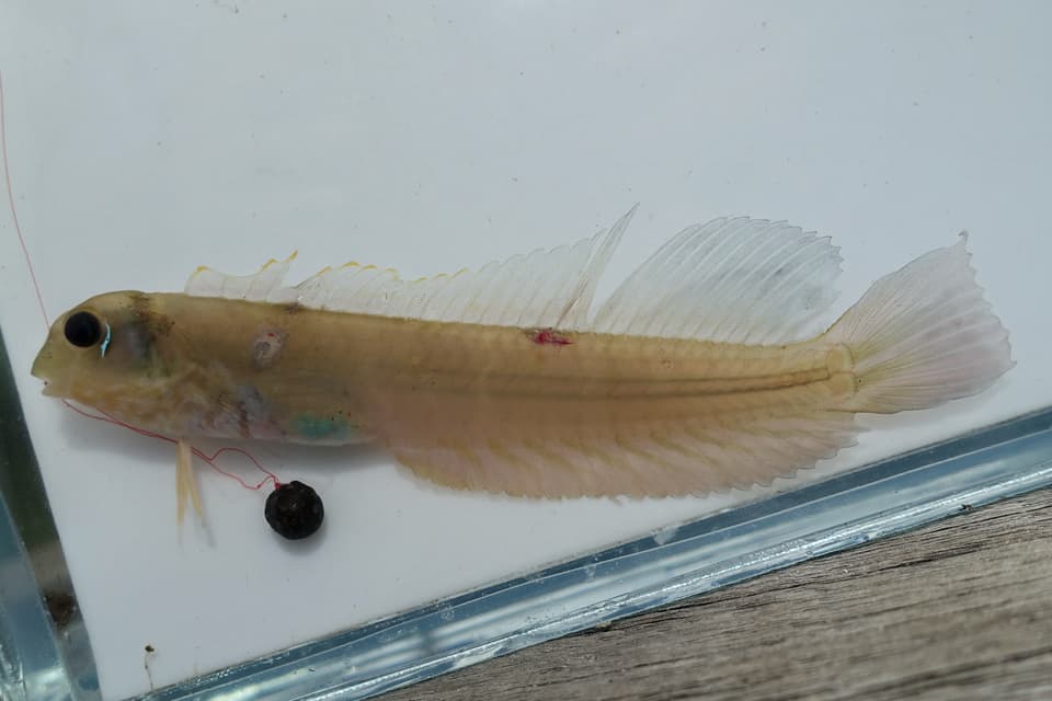 ภาพ ปลากระบี่ (Omobranchus ferox)