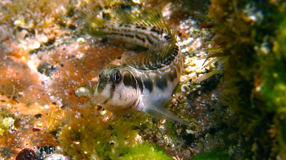 ภาพประกอบของ ปลาตั๊กแตนหินตั๊กแตนหิน (Omobranchus germaini)
