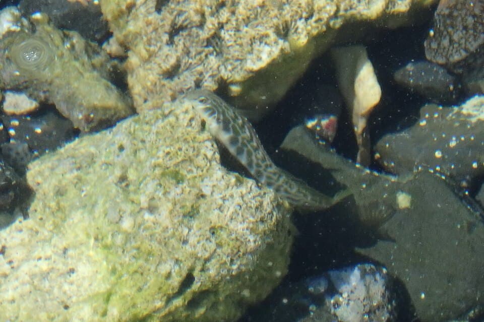 ภาพประกอบของ ปลาตั๊กแตนหิน loxozonus (Omobranchus loxozonus)
