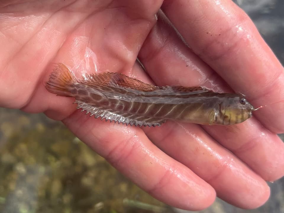 ภาพประกอบของ ปลาตั๊กแตนหินป่าชายเลนตั๊กแตนหิน (Omobranchus obliquus)