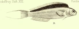 ภาพ ปลาตั๊กแตนหินปากยื่น (Omobranchus punctatus)