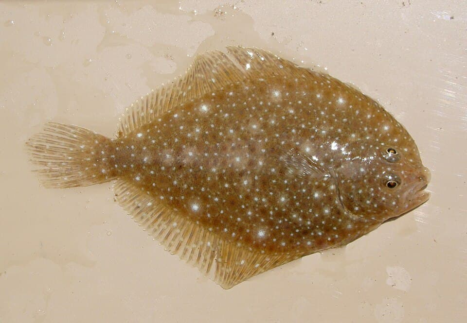 ภาพประกอบของ ปลา darwinii (Oncopterus darwinii)