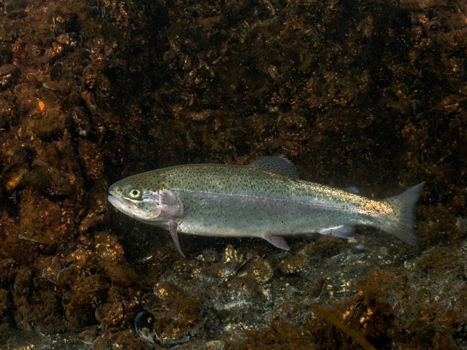 ภาพประกอบของ ปลา mykiss (Oncorhynchus mykiss)
