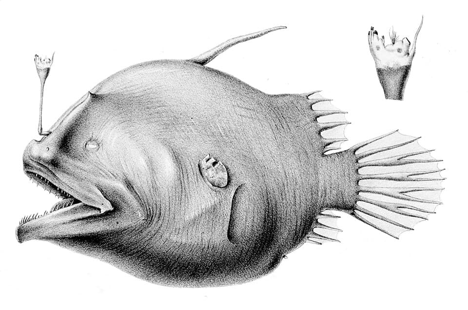 ภาพประกอบของ ปลา eschrichtii (Oneirodes eschrichtii)