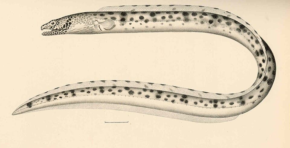 ภาพประกอบของ ปลา fowleri (Ophichthus fowleri)