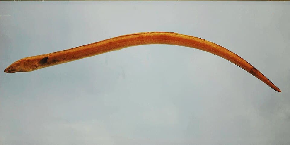 ภาพประกอบของ ปลา gomesii (Ophichthus gomesii)