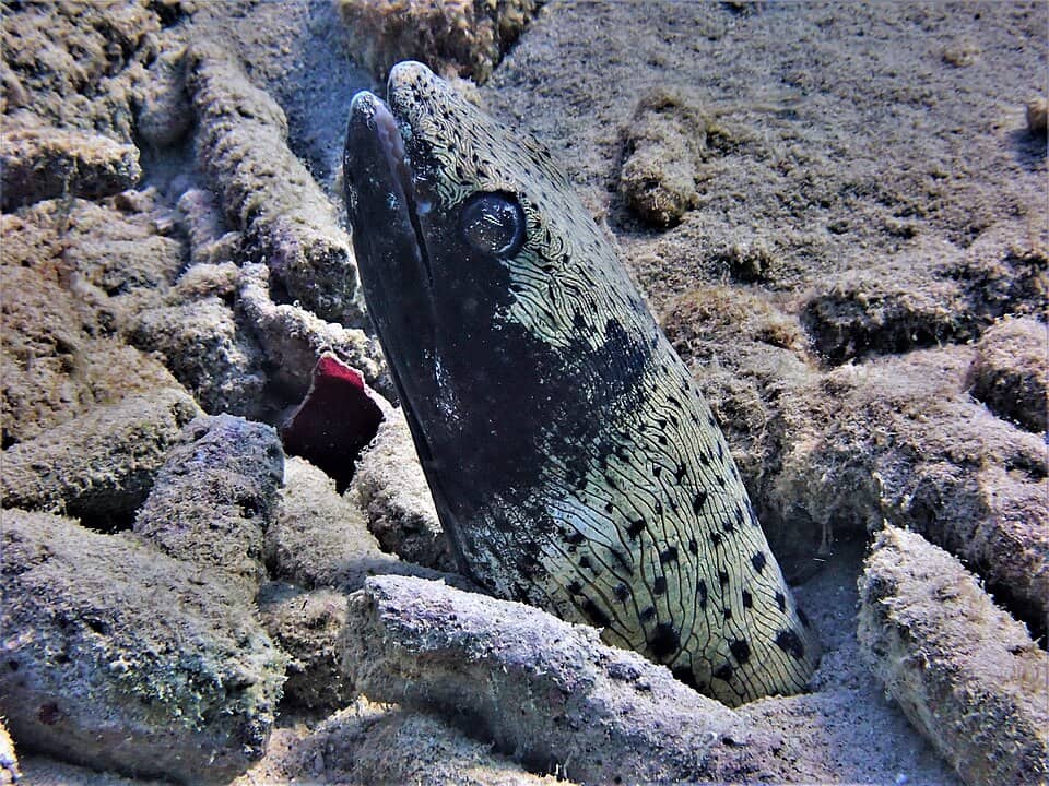 ภาพประกอบของ ปลา ophis (Ophichthus ophis)