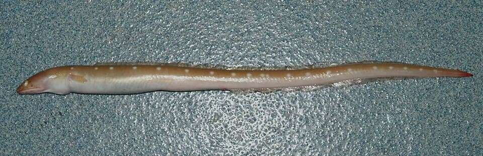 ภาพประกอบของ ปลา puncticeps (Ophichthus puncticeps)