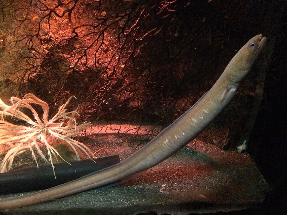 ภาพประกอบของ ปลา urolophus (Ophichthus urolophus)