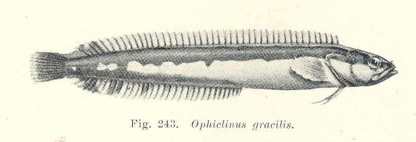 ภาพประกอบของ ปลา gracilis (Ophiclinus gracilis)