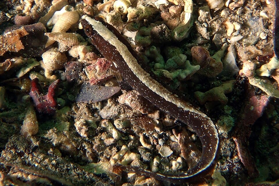 ภาพประกอบของ ปลา ningulus (Ophiclinus ningulus)