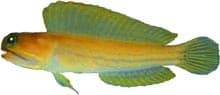 ภาพประกอบของ ปลาจอว์ฟิช lonchurus (Opistognathus lonchurus)
