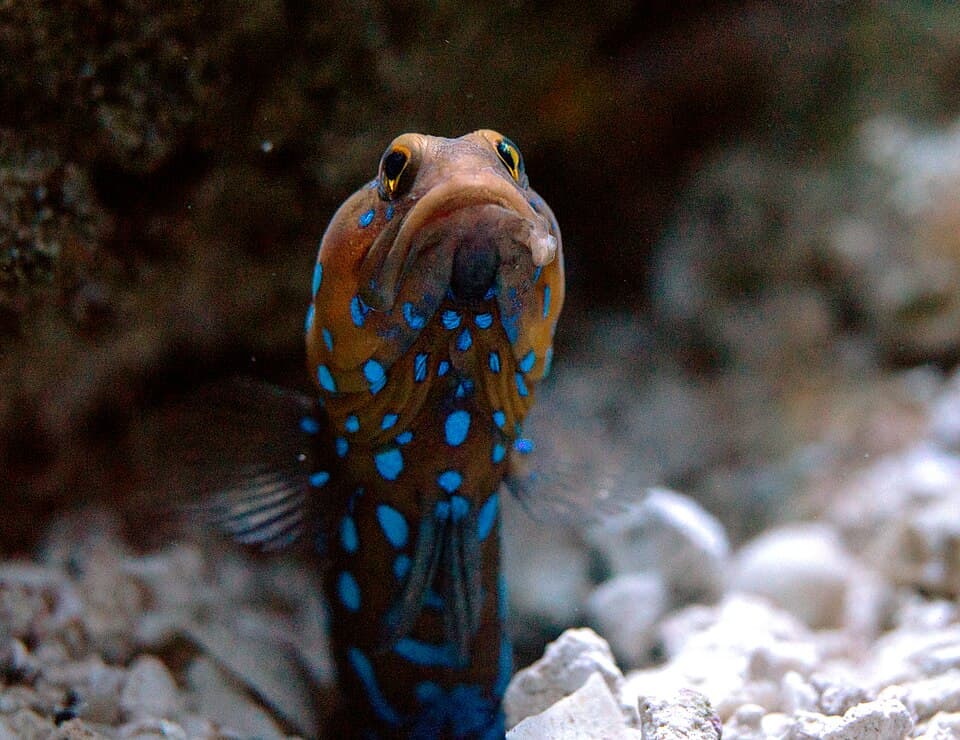ภาพประกอบของ ปลาจอว์ฟิชน้ำเงินลายจุด (Opistognathus rosenblatti)