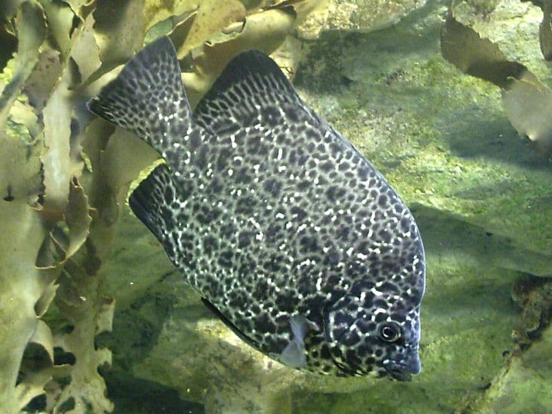 ภาพประกอบของ ปลา punctatus (Oplegnathus punctatus)