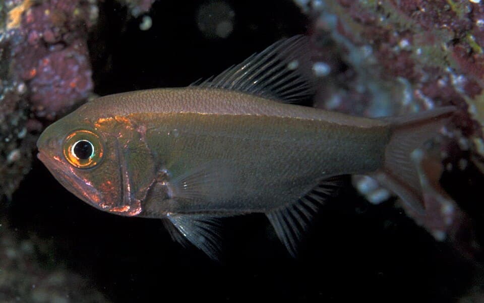 ภาพประกอบของ ปลา elongatus (Optivus elongatus)