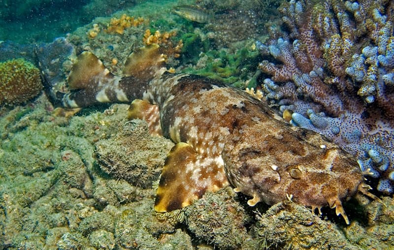 ภาพประกอบของ ปลา ornatus (Orectolobus ornatus)