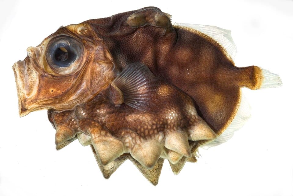 ภาพประกอบของ ปลา atlanticum (Oreosoma atlanticum)