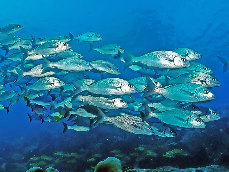 ภาพประกอบของ ปลาสร้อยนกเขา forbesi (Orthopristis forbesi)