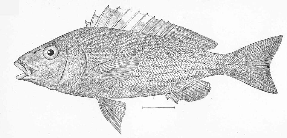 ภาพประกอบของ ปลาสร้อยนกเขาสีบรอนซ์ลายเส้น (Orthopristis reddingi)