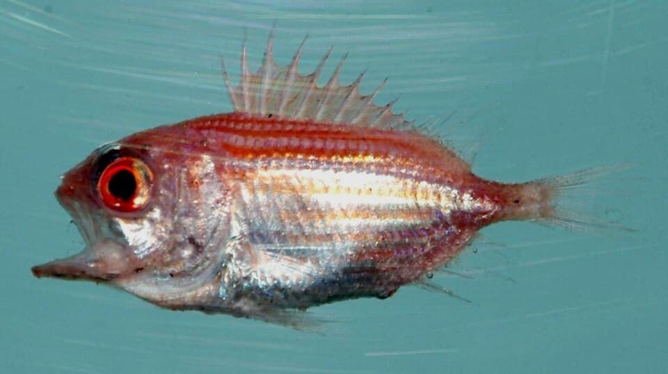 ภาพประกอบของ ปลาข้าวเม่า trachypoma (Ostichthys trachypoma)