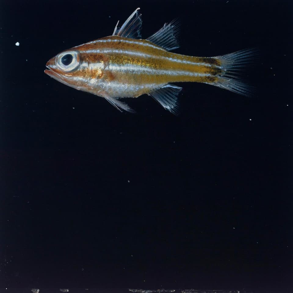 ภาพประกอบของ ปลาอมไข่ brevispinis (Ostorhinchus brevispinis)